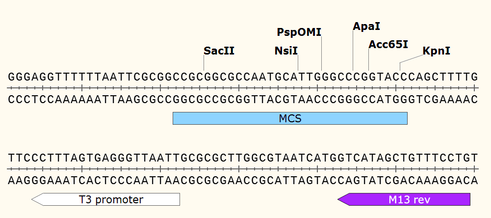 pCSDest 多克隆位点 点击看大图 pCSDest 多克隆位点
